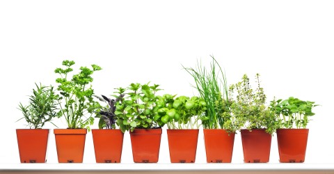 Potted-Herbs-in-a-row